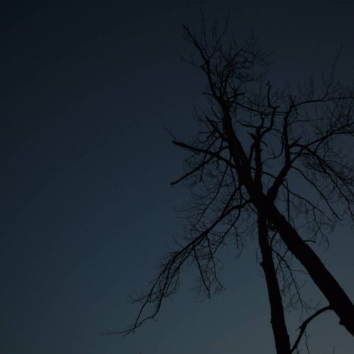 Golden Head : Golden Head Promo